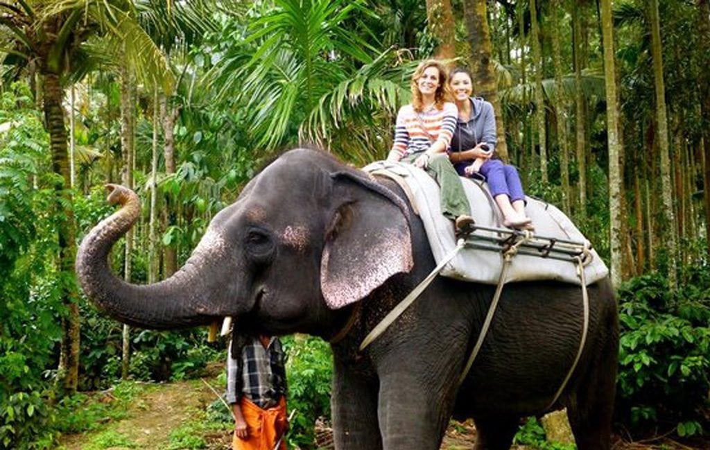 thekkady elephant safari timings