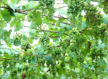 grape-farm