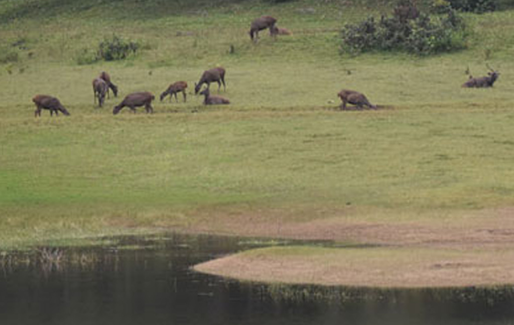 Vagamon – The Trinity of 3 Hills - 5 Star Resort in Kerala