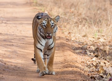 periyar-tiger-trail